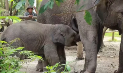 Anak gajah laila mati di pusat konservasi bengkalis riau