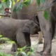 Anak gajah laila mati di pusat konservasi bengkalis riau