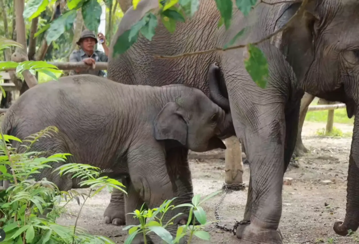 Anak gajah laila mati di pusat konservasi bengkalis riau