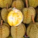 Asosiasi minta durian jadi buah nasional malaysia, bakal ada hari durian nasional