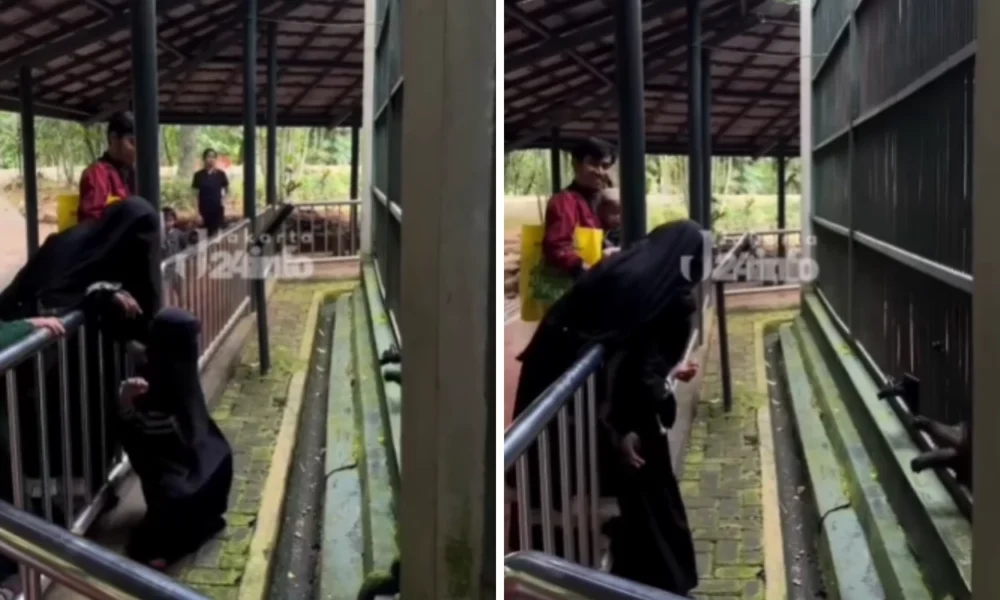 Demi ambil anggur, anak di ragunan hampir diseret monyet karena lewati pagar pembatas