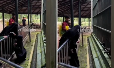 Demi ambil anggur, anak di ragunan hampir diseret monyet karena lewati pagar pembatas