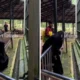 Demi ambil anggur, anak di ragunan hampir diseret monyet karena lewati pagar pembatas