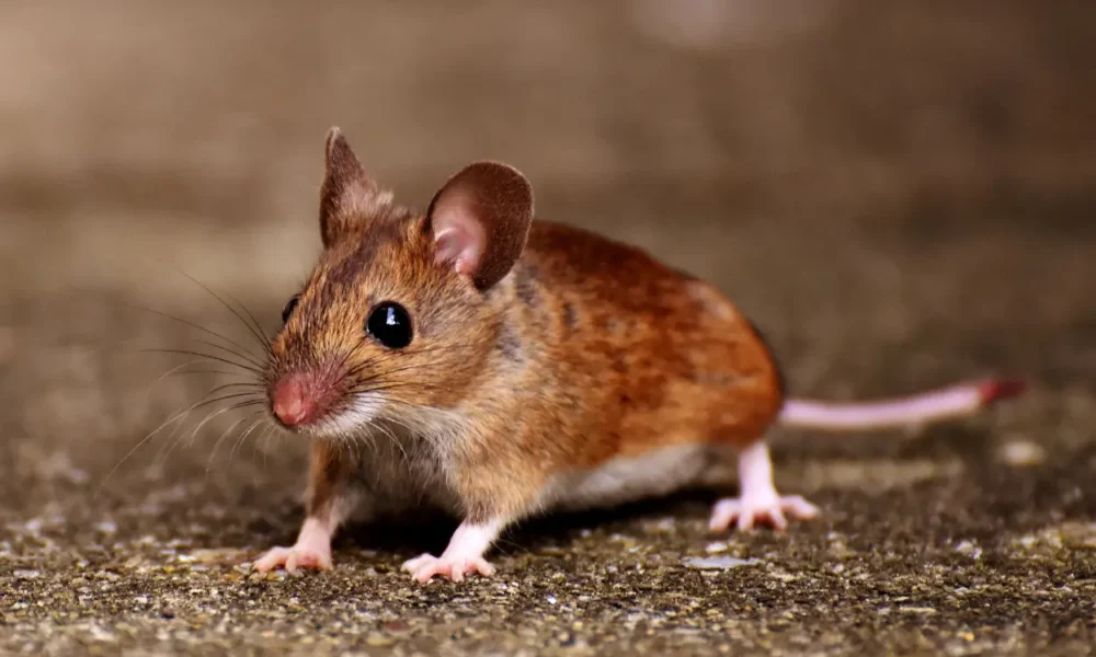 Dua bayi di india tewas digigit tikus