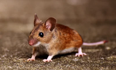 Dua bayi di india tewas digigit tikus