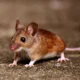 Dua bayi di india tewas digigit tikus