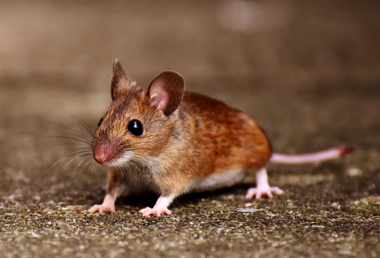 Dua bayi di india tewas digigit tikus
