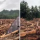 Kemenhut selidiki sumber gelondongan kayu yang terseret banjir di sumatra