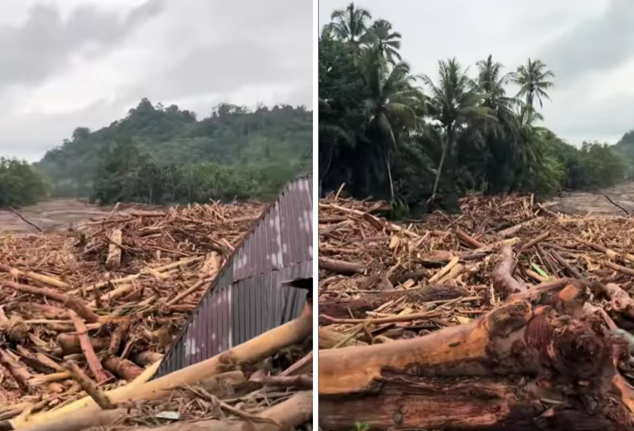 Kemenhut selidiki sumber gelondongan kayu yang terseret banjir di sumatra