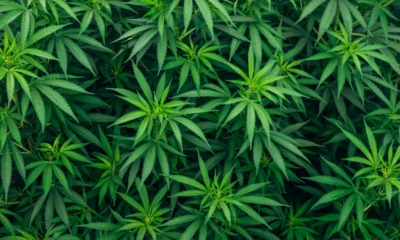 Ladang ganja seluas 51,75 hektare di gayo lues aceh dimusnahkan bareskrim polri