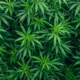 Ladang ganja seluas 51,75 hektare di gayo lues aceh dimusnahkan bareskrim polri