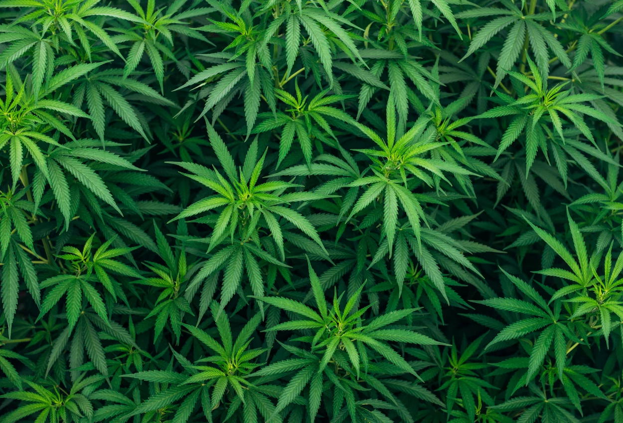Ladang ganja seluas 51,75 hektare di gayo lues aceh dimusnahkan bareskrim polri