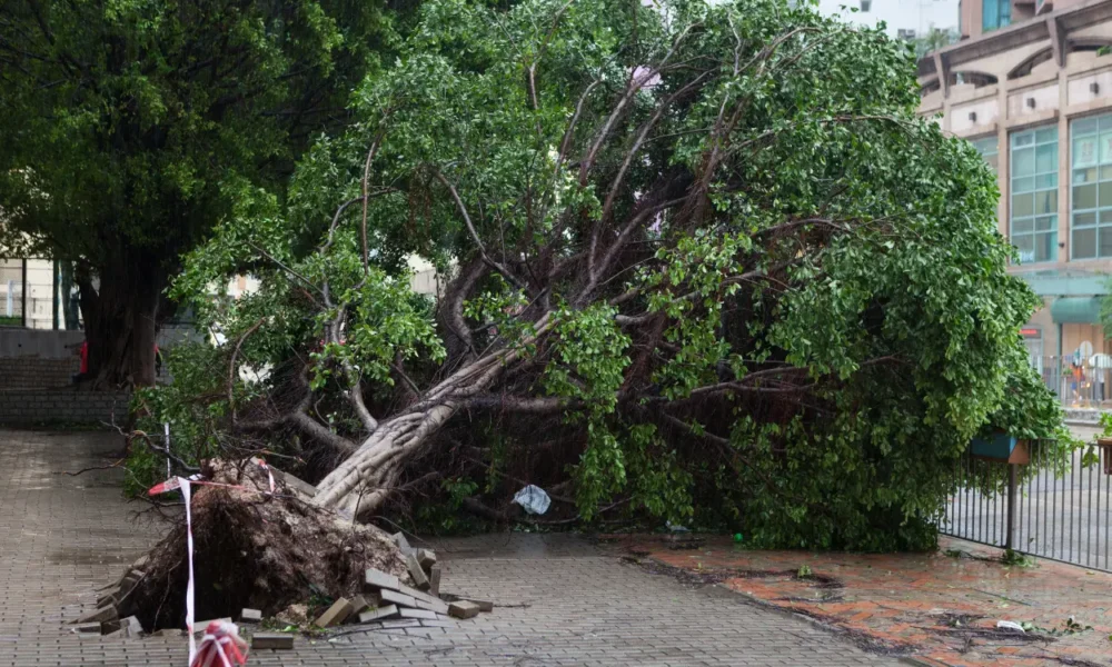 Pemprov jakarta buka posko pohon tumbang buat hadapi cuaca ekstrem,