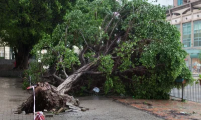 Pemprov jakarta buka posko pohon tumbang buat hadapi cuaca ekstrem,