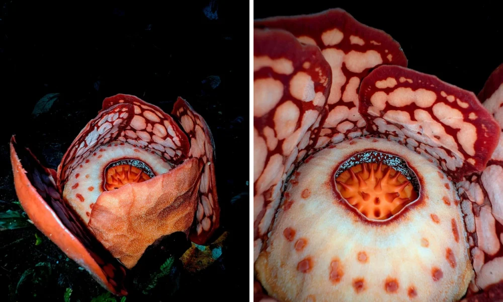 Rafflesia hasseltii langka muncul di sumbar, perjalanan ilmuwan selama 13 tahun berbuah hasil
