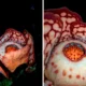 Rafflesia hasseltii langka muncul di sumbar, perjalanan ilmuwan selama 13 tahun berbuah hasil