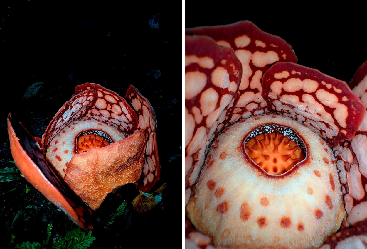 Rafflesia hasseltii langka muncul di sumbar, perjalanan ilmuwan selama 13 tahun berbuah hasil