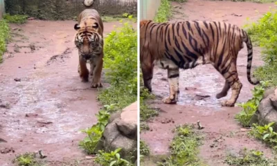 Ramai isu pakan harimau di ragunan dibawa pulang petugas, pramono kalau berani ambil, harimaunya tak keluarin nanti