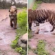 Ramai isu pakan harimau di ragunan dibawa pulang petugas, pramono kalau berani ambil, harimaunya tak keluarin nanti