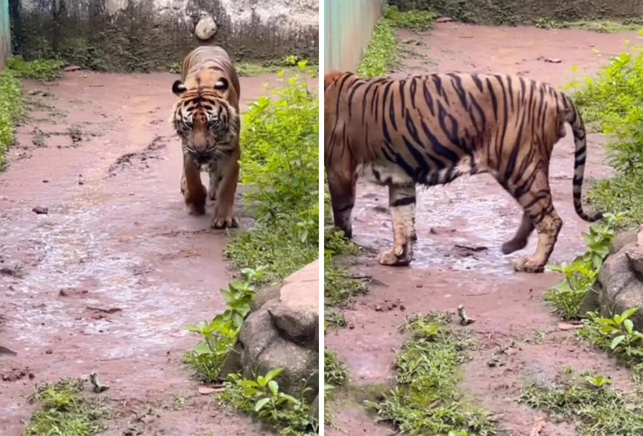 Ramai isu pakan harimau di ragunan dibawa pulang petugas, pramono kalau berani ambil, harimaunya tak keluarin nanti