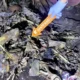 Sering jadi bahan gosip, ibu di banyuwangi tega kubur anaknya yang baru lahir