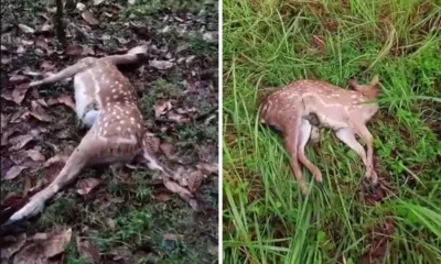 Susi pudjiastuti kesal karena lambannya respons polres saat rusa peliharaannya mati diserang anjing rabies