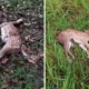 Susi pudjiastuti kesal karena lambannya respons polres saat rusa peliharaannya mati diserang anjing rabies