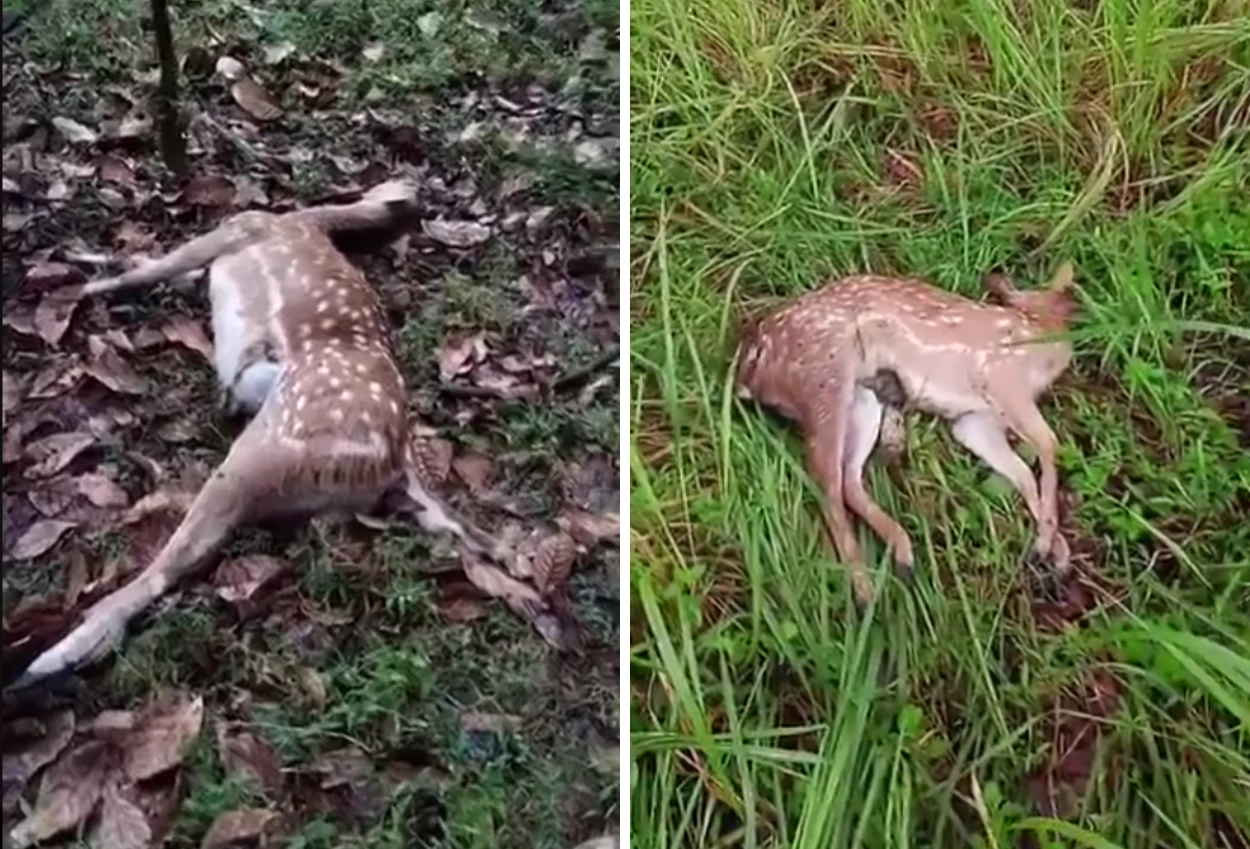 Susi pudjiastuti kesal karena lambannya respons polres saat rusa peliharaannya mati diserang anjing rabies