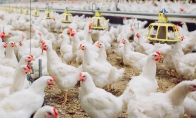 Tni ad siap bantu pasokan mbg, peternakan ayam dan lahan pangan mulai dikaji