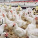 Tni ad siap bantu pasokan mbg, peternakan ayam dan lahan pangan mulai dikaji