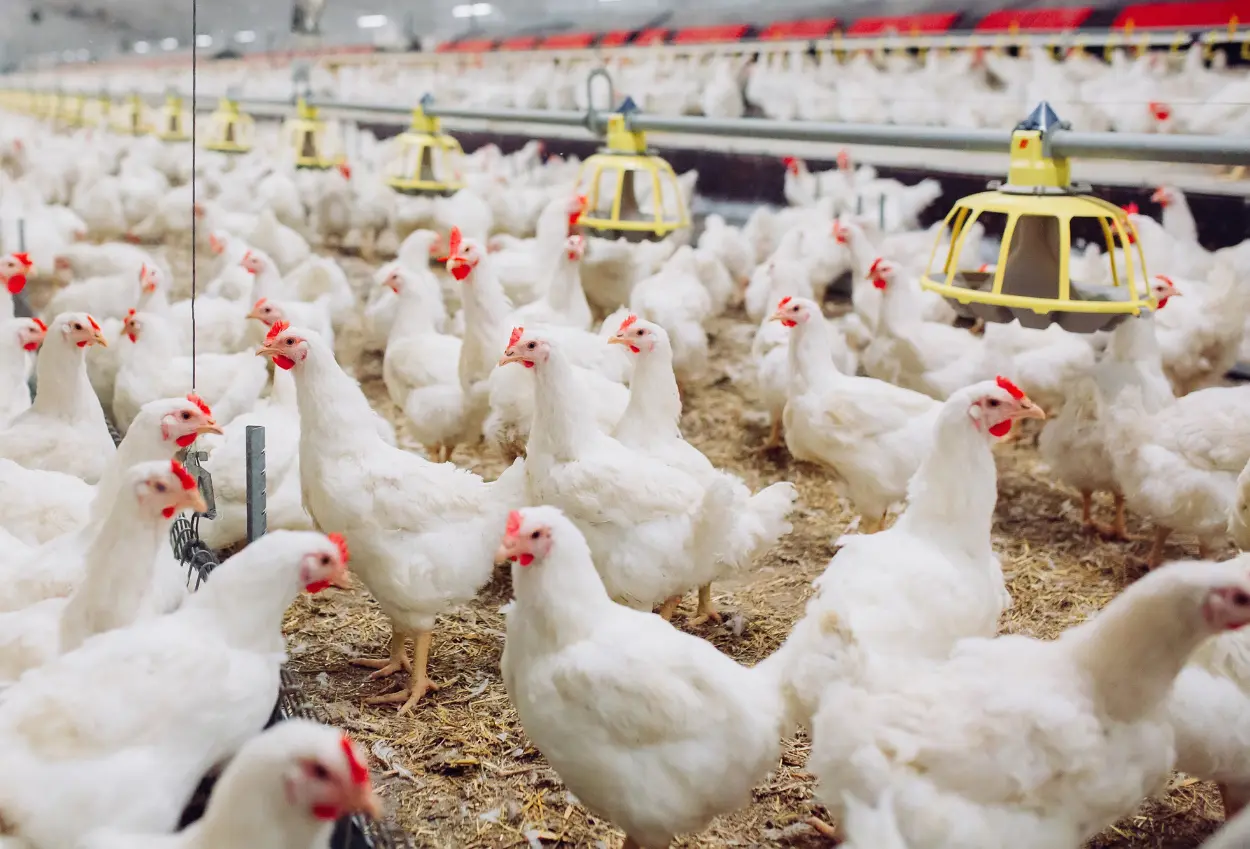 Tni ad siap bantu pasokan mbg, peternakan ayam dan lahan pangan mulai dikaji