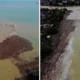 Viral! penampakan lautan gelondongan kayu di pantai parkit usai banjir