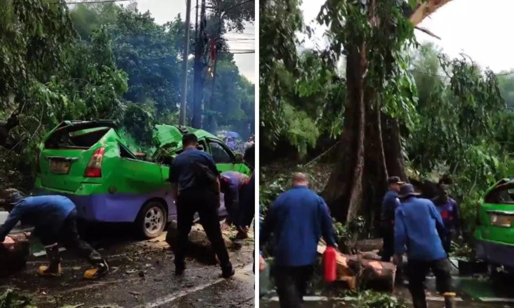 Viral! pohon tumbang timpa angkot yang sedang ngetem di bogor