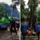 Viral! pohon tumbang timpa angkot yang sedang ngetem di bogor