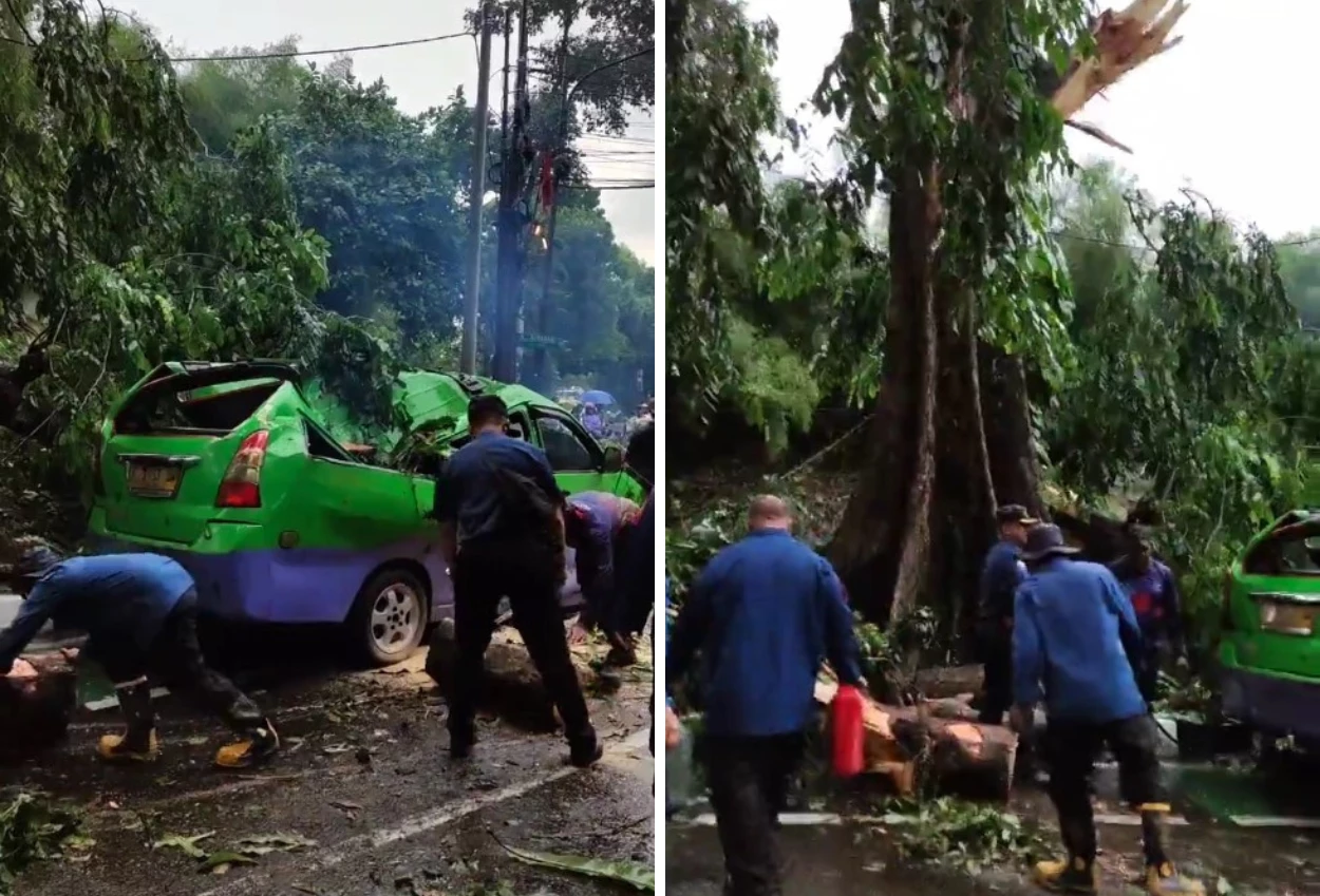 Viral! pohon tumbang timpa angkot yang sedang ngetem di bogor