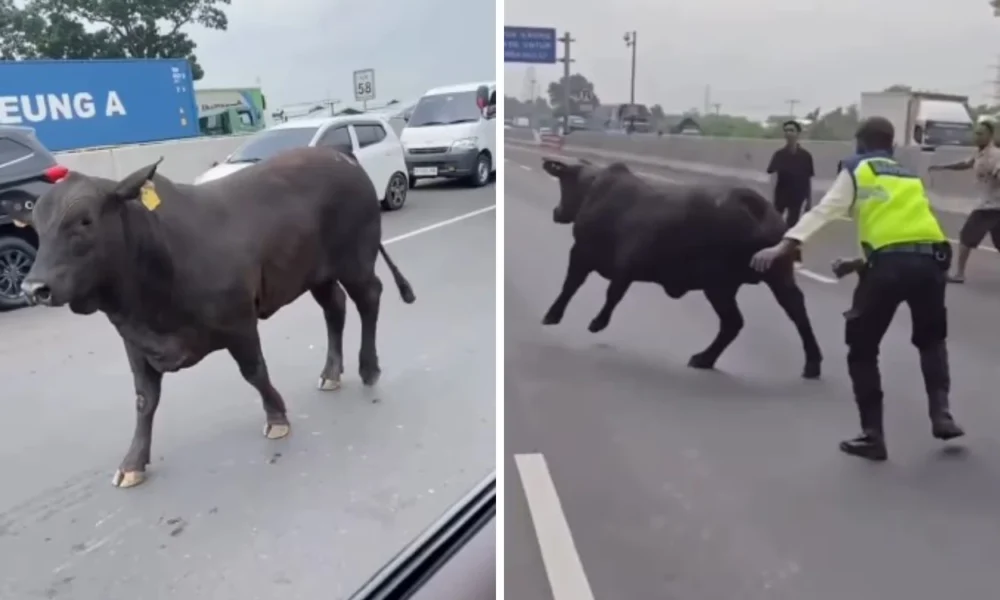 Waduh! dua sapi ngamuk di tol cikampek, berujung disembelih di tempat