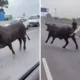 Waduh! dua sapi ngamuk di tol cikampek, berujung disembelih di tempat