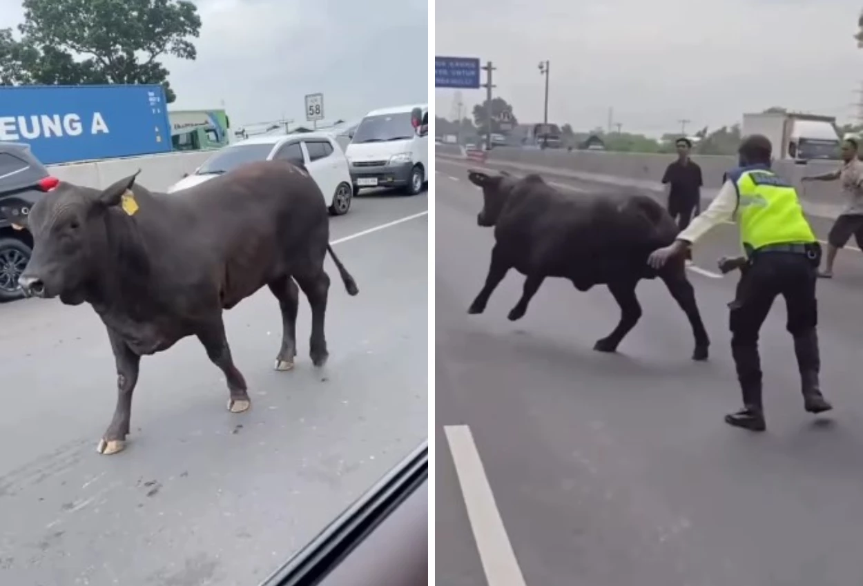 Waduh! dua sapi ngamuk di tol cikampek, berujung disembelih di tempat