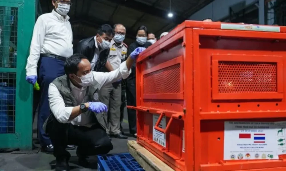4 orangutan hasil perdagangan ilegal dari thailand dipulangkan ke indonesia