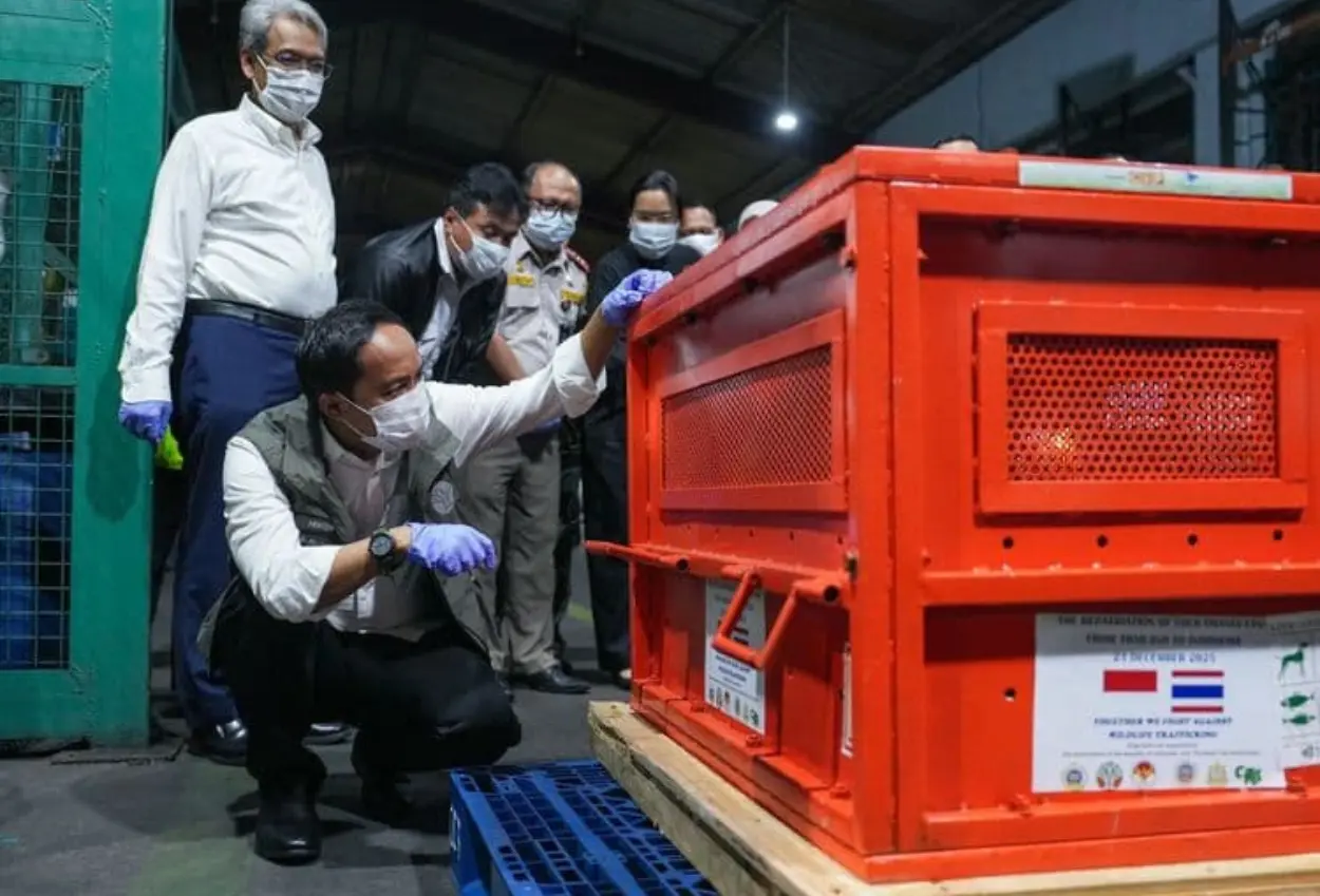 4 orangutan hasil perdagangan ilegal dari thailand dipulangkan ke indonesia