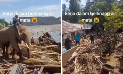 Bksda kerahkan gajah gajah untuk bantu bersihkan kayu gelondongan pasca banjir aceh