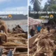 Bksda kerahkan gajah gajah untuk bantu bersihkan kayu gelondongan pasca banjir aceh
