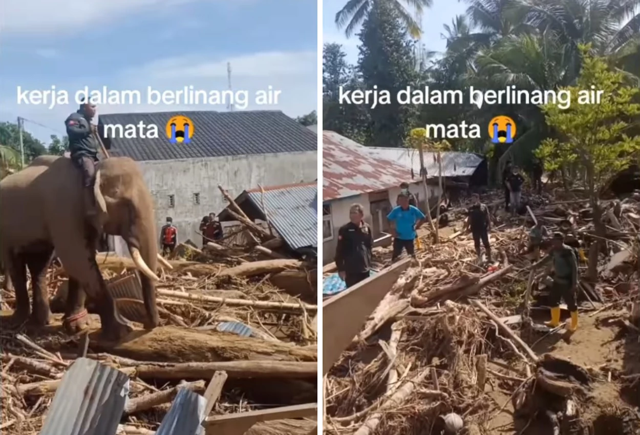 Bksda kerahkan gajah gajah untuk bantu bersihkan kayu gelondongan pasca banjir aceh