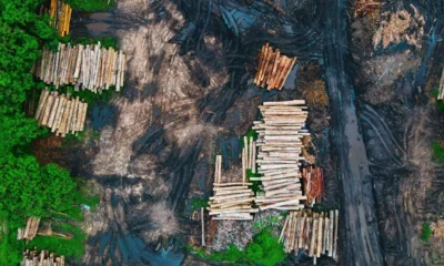 Bupati tapsel blak blakan sebut kemenhut buka izin penebangan hutan pada oktober 2025