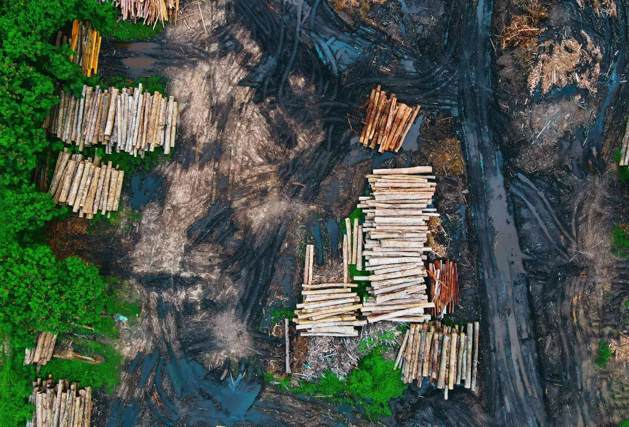 Bupati tapsel blak blakan sebut kemenhut buka izin penebangan hutan pada oktober 2025