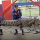 Damkar amankan buaya muara 200 kg di tengah persawahanbekasi