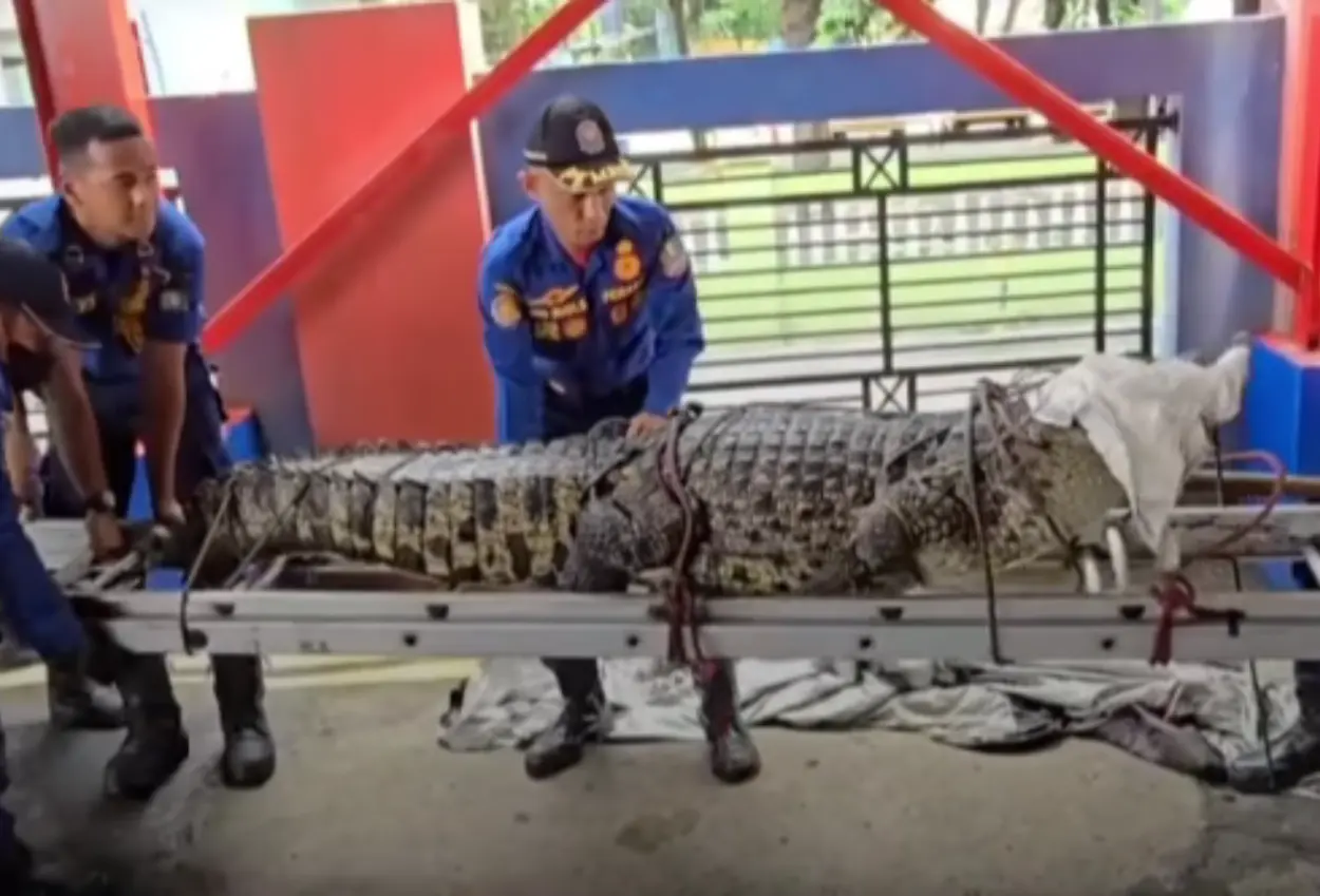 Damkar amankan buaya muara 200 kg di tengah persawahanbekasi