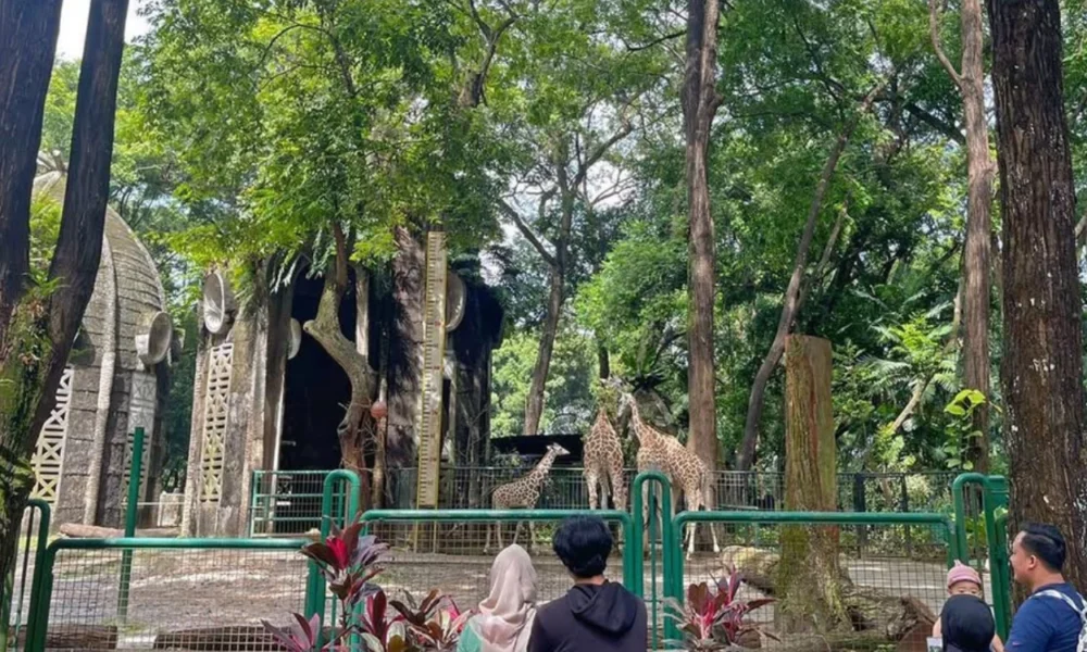 Dishub dki jakarta bakal terapkan one way di ragunan saat libur nataru