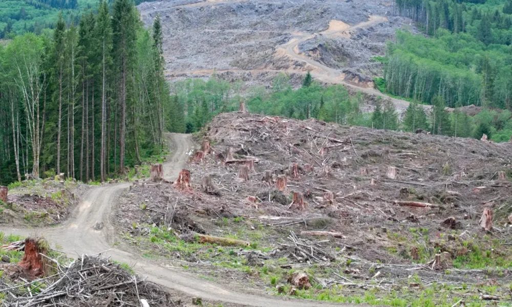 Indonesia jadi negara ke 2 yang kehilangan 10,5 juta ha hutan primer tropis