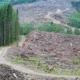 Indonesia jadi negara ke 2 yang kehilangan 10,5 juta ha hutan primer tropis